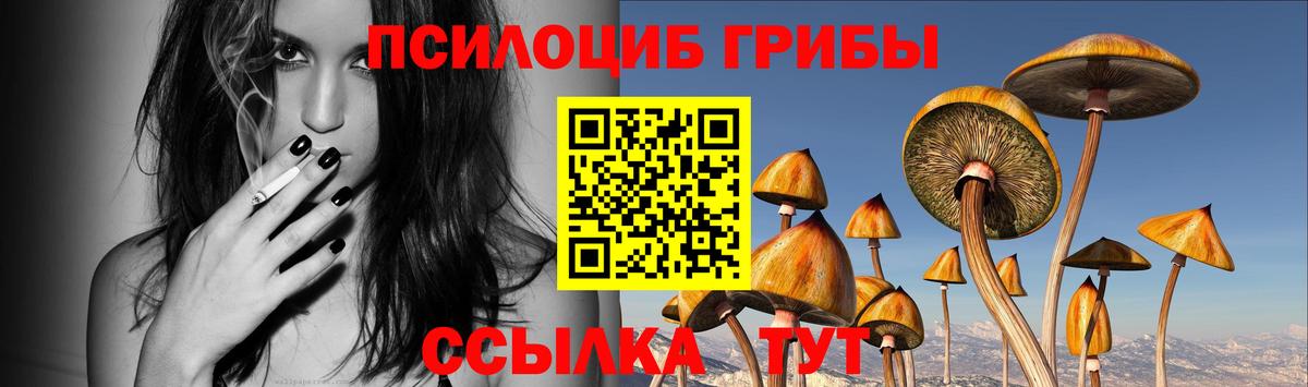 Галлюциногенные грибы Psilocybe Светлоград
